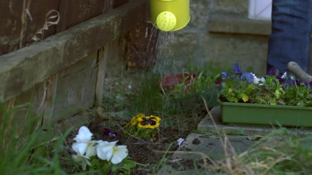黄色の散水と庭師の散水パンジーの花は幅が広いことができます4Kスローモーション選択的な焦点 — ストック動画