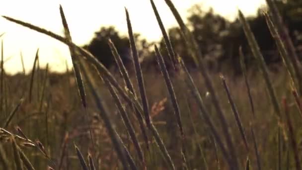 Altın Yaz Güneşinde Büyüyen Uzun Çimenler Günbatımı Geniş Yavaş Çekim — Stok video