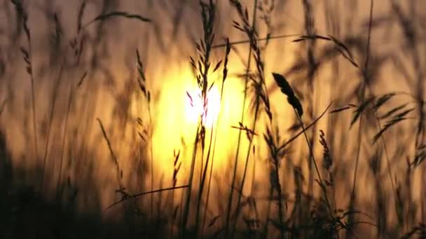 Висока Трава Росте Силует Золотому Літньому Заході Сонця Середній Масштаб — стокове відео