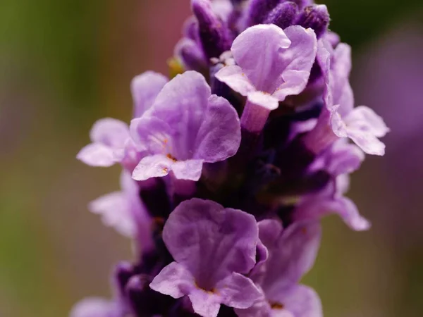 Lawenda Purpurowe Kwiaty Pełnym Rozkwicie Makro Zbliżenie Strzał Selektywny Ostrość — Zdjęcie stockowe