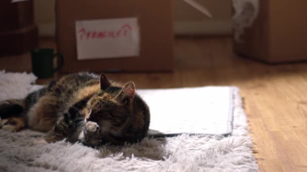 Mudándose Casa Con Gato Mascota Frente Cajas Medio Tiro Enfoque — Vídeos de Stock