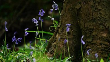 Bahar mevsiminde İngiltere 'de BlueBell çiçeği tomurcuklanması. 4k lik geniş bir alan seçici odak noktası.