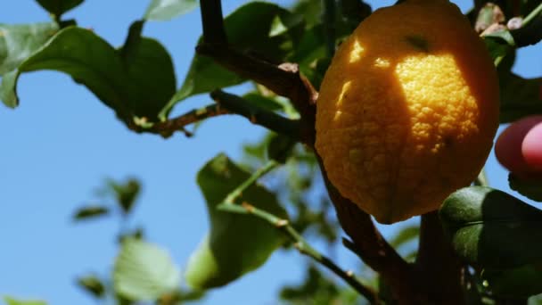 Ruka Sběrač Ovoce Kontroluje Citron Ovocný Strom Zblízka Zoom Záběr — Stock video