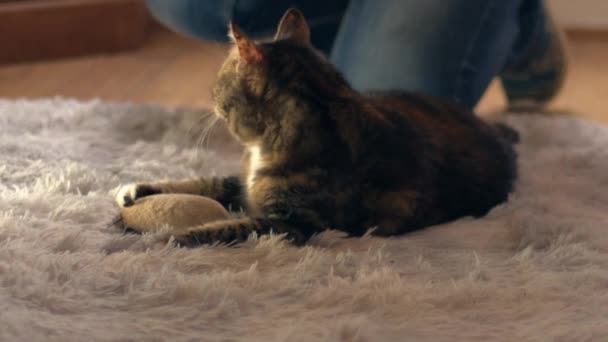 猫主人和猫在舒适的家地毯上玩耍 中等缩放镜头选择性聚焦 — 图库视频影像