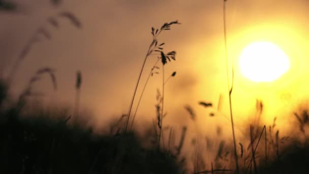 Doğanın Tadını Çıkaran Kadın Yaz Güneşli Çayırlarda Gün Batımında Gün — Stok video