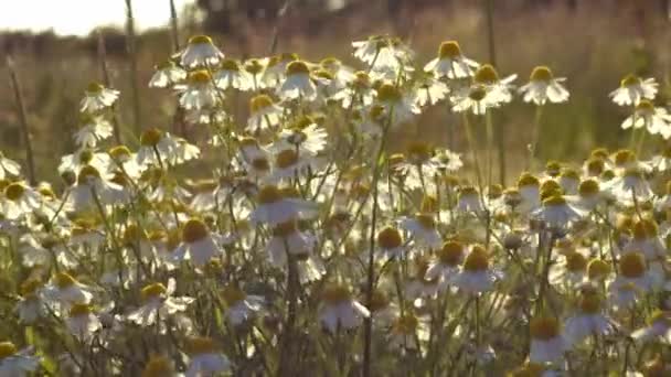 Cone Flor Margarida Crescendo Selvagem Verão Sol Médio Câmera Lenta — Vídeo de Stock