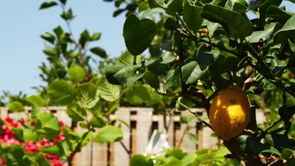 Bahçedeki Limon Ağacı Orta Zoom Yavaş Çekim Zoom Seçici Odaklanma — Stok video