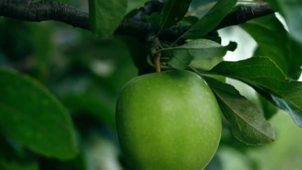成熟的绿色苹果挂在一棵树上 关闭4K慢动作选择焦点 — 图库视频影像