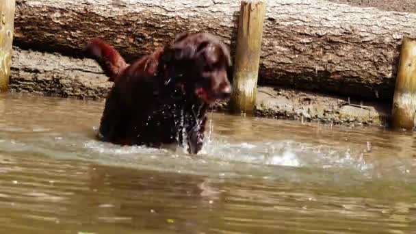 Labrador Retriever Pies Zabawy Plusk Wodzie Medium Strzał Slow Motion — Wideo stockowe