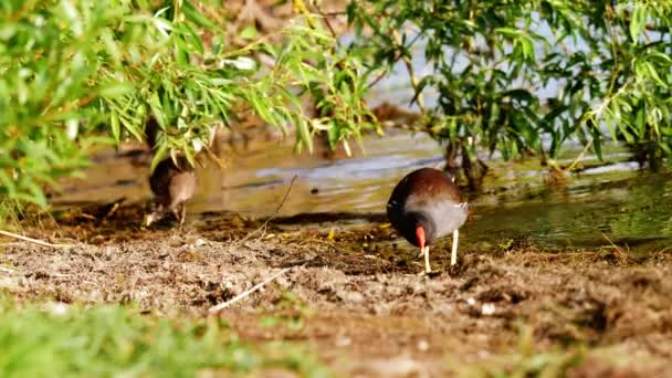 Britische Moorhühner Sammeln Sich Zum Nest Ufer Des Sees Wide — Stockvideo