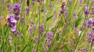 Yaz mevsiminde tamamen açan lavanta mor çiçekler seçici odak noktasını orta yakınlaştırır.
