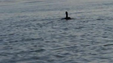 Göl kenarındaki ördek orta yavaş çekim seçici odaklanma için havalanıyor.