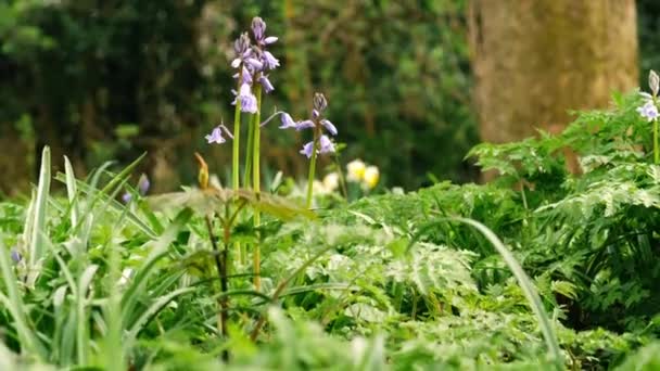 蓝铃花萌芽在英国春季林地宽倾斜变焦镜头选择中的应用 — 图库视频影像