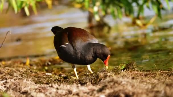 Britische Moorhuhn Vögel Versammeln Sich Zum Nest Ufer Des Sees — Stockvideo