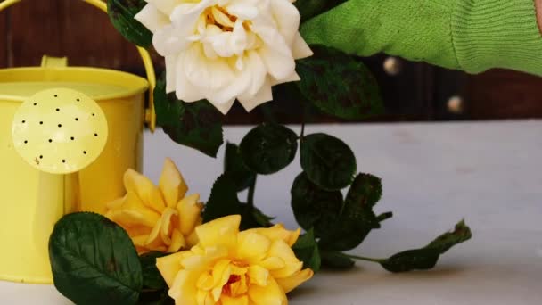Kertészek Helyek Sárga Rózsa Közelében Öntözőkanna Cserepek Zoom Lassított Felvétel — Stock videók