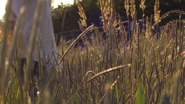 Woman Relaxing Bright Tall Grass Meadow Zoom Slow Motion Medium — Stock Video