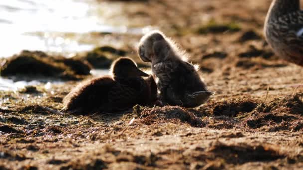 Ducklings Γαμπρός Στην Αμμώδη Ακτή Στην Πλευρά Της Λίμνης Μέτρια — Αρχείο Βίντεο