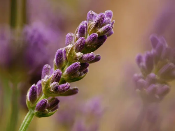 Lavanda Púrpura Flores Plena Floración Macro Primer Plano Tiro Enfoque — Foto de Stock