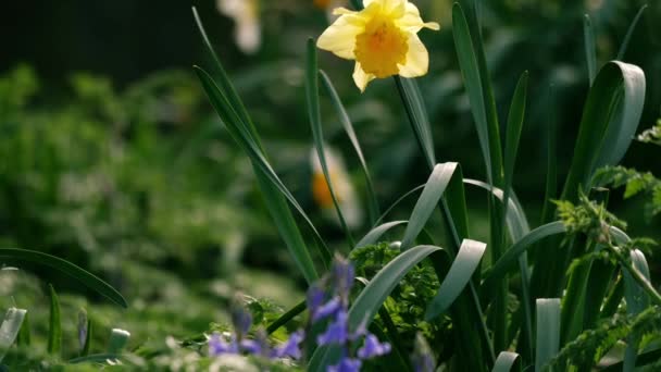 Påsklilja Narcissus Blomma Och Blåklockor Växer Skogspark Våren Medellång Zoom — Stockvideo