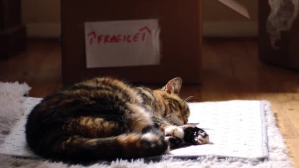 Movendo Para Casa Com Gato Estimação Roncando Frente Caixas Zoom — Vídeo de Stock