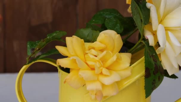 Κίτρινο Ποτιστήρι Και Τριαντάφυλλα Στο Παρασκήνιο Close Zoom Dolly Shot — Αρχείο Βίντεο