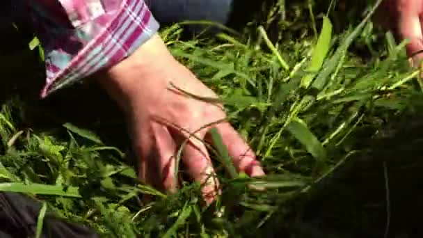 Hände Die Gartenabfälle Vom Rasenschnitt Aufheben Nahaufnahme Zeitlupe Zoom Selektiver — Stockvideo
