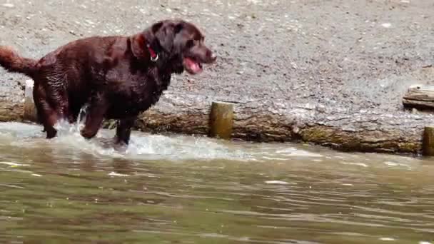 Labrador Retriever Perro Jugando Salpicando Agua Zoom Medio Tiro Cámara — Vídeos de Stock