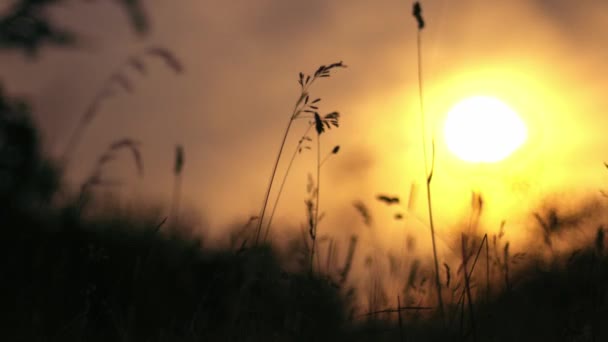 背の高い草成長シルエットで黄金の夏の日差し日没中4Kスローモーション選択的フォーカス — ストック動画