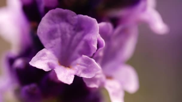 Lawenda Purpurowe Płatki Kwiatów Pełnym Rozkwicie Makro Zbliżenie Strzał Selektywny — Wideo stockowe