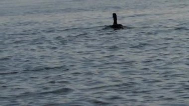 Göl kenarındaki ördek uçuş için havalanıyor. Yavaş çekim seçici odak noktası.