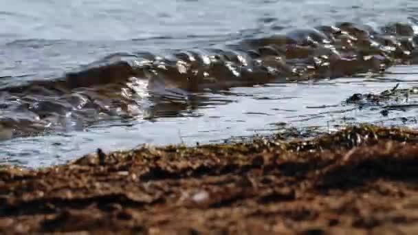 Απαλά Κύματα Μια Αμμώδη Ακτή Σούρουπο Κοντά Zoom Αργή Κίνηση — Αρχείο Βίντεο