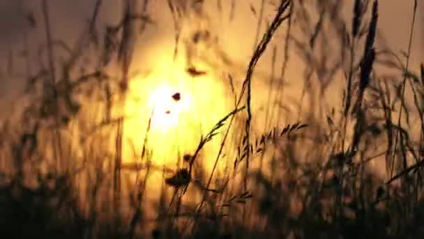 Groot Gras Groeiende Silhouet Gouden Zomer Zonneschijn Zonsondergang Medium Zoom — Stockvideo