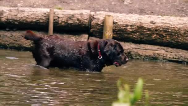 Labrador Retriever Perro Jugando Chapoteando Agua Media Disparo Cámara Lenta — Vídeos de Stock