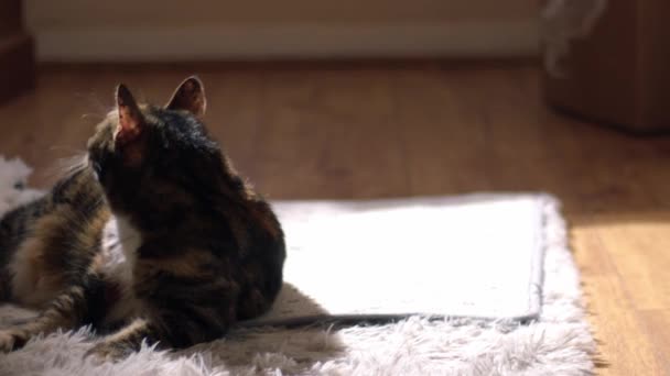 Mit Der Katze Nach Hause Ziehen Zerbrechliche Gegenstände Luftpolsterfolie Einwickeln — Stockvideo
