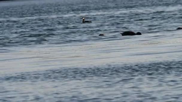 Enten Und Moorhühner Schwimmen Auf Dem See Wellen Weit Zoomen — Stockvideo