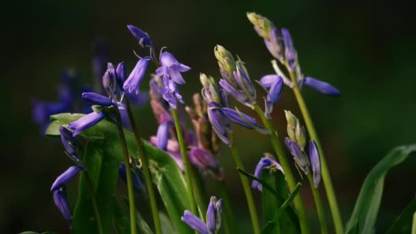 蓝铃花萌芽在英国春季林地闭合4K拍摄选择焦点 — 图库视频影像