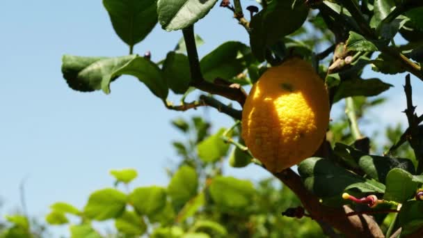Árbol Frutal Limón Jardín Medio Tiro Cámara Lenta Enfoque Selectivo — Vídeo de stock