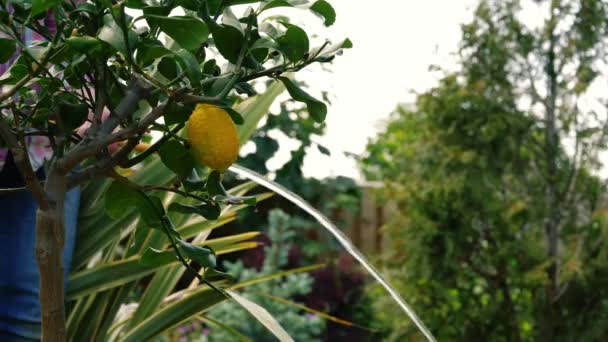 Bahçede Limon Ağacı Bahçıvan Bahçesiyle Birlikte Hortum Yavaş Çekim Seçici — Stok video