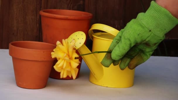 Gärtner Platziert Gelbe Rose Der Nähe Von Gießkannen Und Pflanztöpfen — Stockvideo