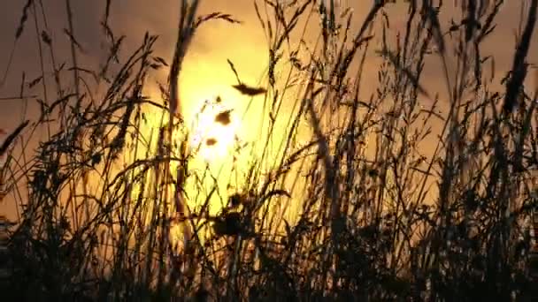 Altın Yaz Güneşinin Altında Büyüyen Uzun Çimenler Gün Batımı Yavaş — Stok video