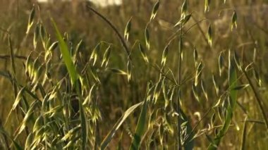 Genç yulaflar sıcak arka planda, orta boy, yavaş çekim seçici odak noktası