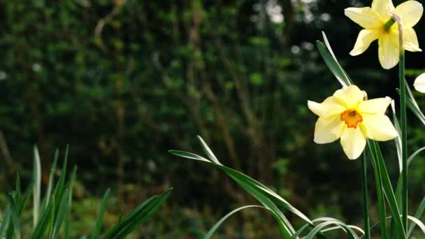 Daffodil Narciso Flor Crescendo Parque Florestal Primavera Médio Dolly Zoom — Vídeo de Stock
