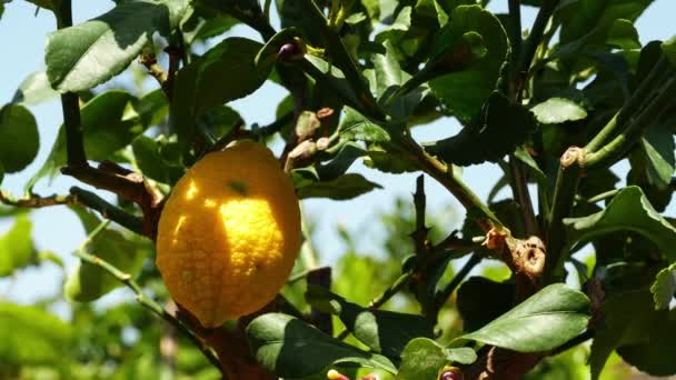 Lemon Fruct Copac Grădină Zoom Mediu Împușcat Lent Mișcare Focalizare — Videoclip de stoc