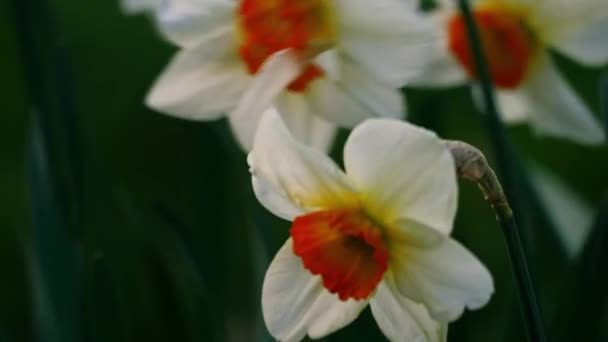 春天里在森林公园生长的水仙花近距离慢镜头拍摄选择性焦点 — 图库视频影像