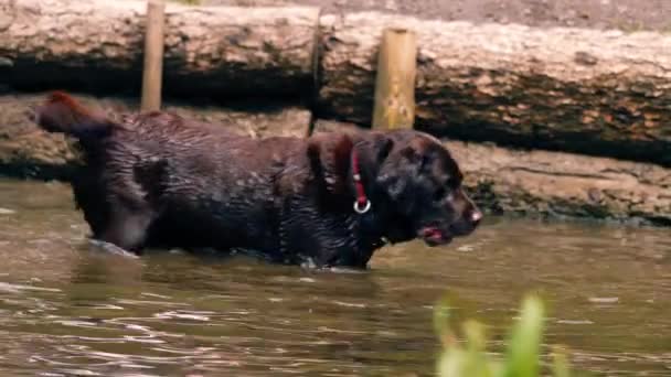 Labrador Retriever Pies Zabawy Plusk Wodzie Medium Zoom Strzał Powolny — Wideo stockowe