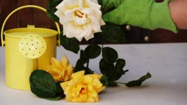 Bahçıvan sarı gülü sulama tenekesinin ve saksıların yanına yerleştirdi. 4k yavaş çekim, seçici odak noktası.