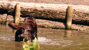 Labrador Retriever köpeği oynuyor ve suya su sıçratıyor. Yavaş çekim seçici odak noktası.