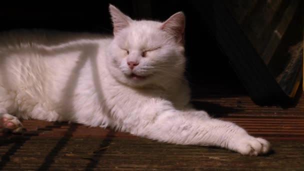 Λευκή Γάτα Κοιμάται Στη Σκιά Μέσο Zoom Shot Επιλεκτική Εστίαση — Αρχείο Βίντεο