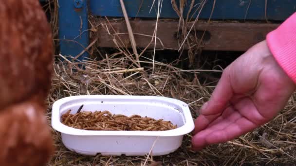Jordbrukare Utfodring Höna Måltider Slow Motion Skott Selektivt Fokus — Stockvideo