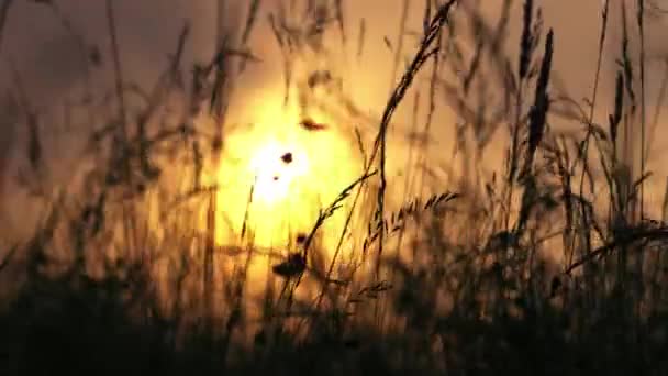 Ψηλό Γρασίδι Αυξάνεται Σιλουέτα Χρυσή Καλοκαιρινή Λιακάδα Ηλιοβασίλεμα Μέσο Αργή — Αρχείο Βίντεο